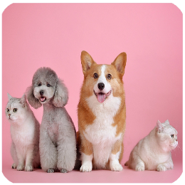 بیماری‌ حیوانات خانگی | pets